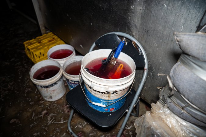 Buckets with blood and knives