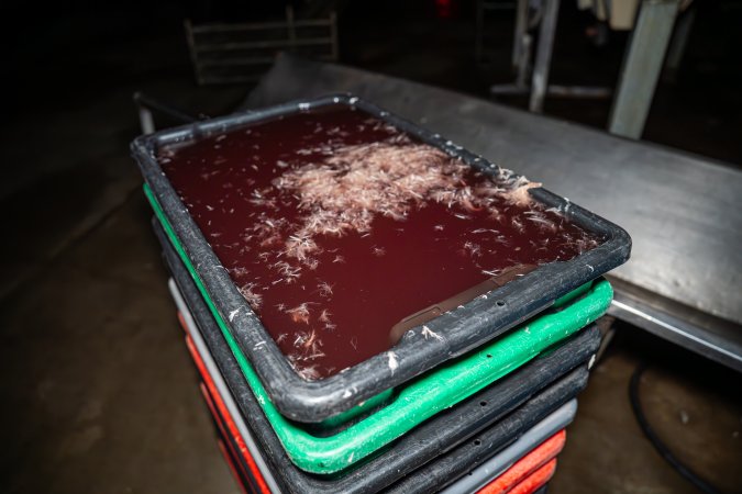 Blood and feathers in bucket