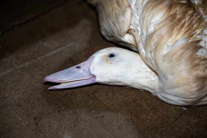 Dead duck on kill floor