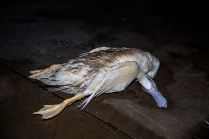 Dead duck on kill floor