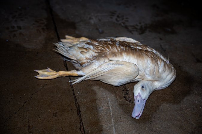Dead duck on kill floor