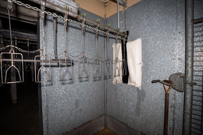 Shackle line leading into kill room