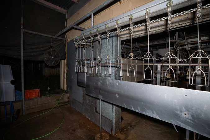 Shackle line outside kill room