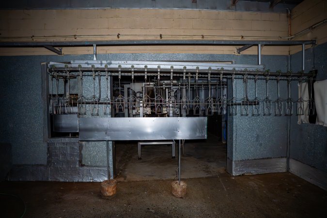 Shackle line outside kill room