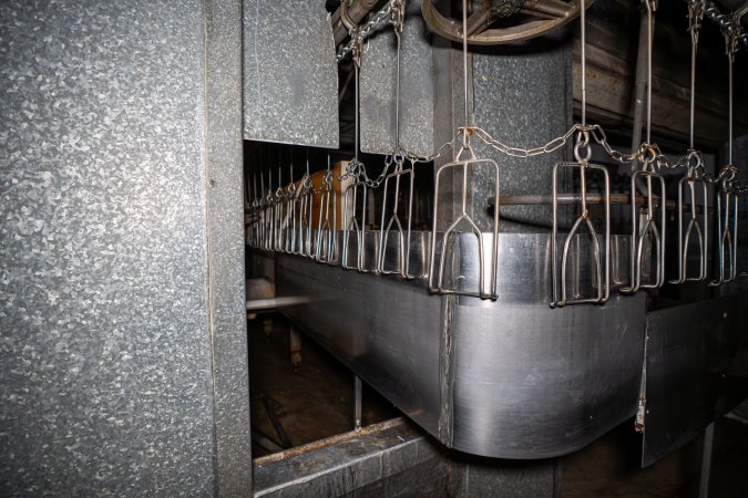 Shackle line leading into kill room