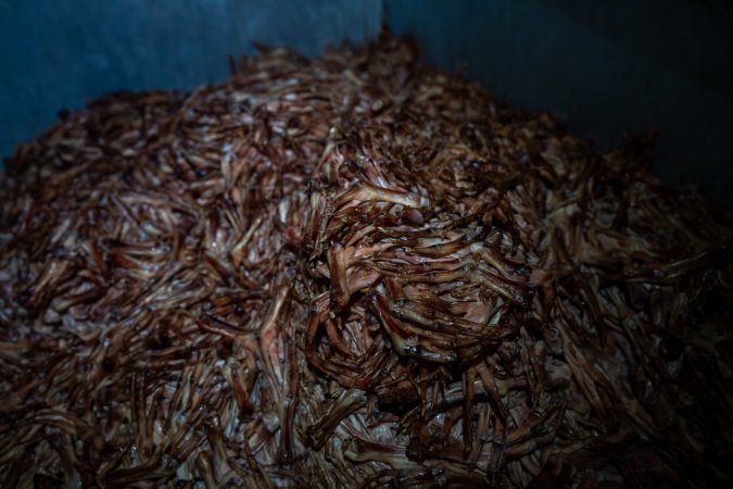 Bones and feathers in bin outside slaughterhouse
