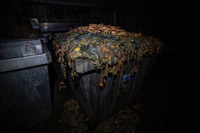 Organs in bin outside slaughterhouse