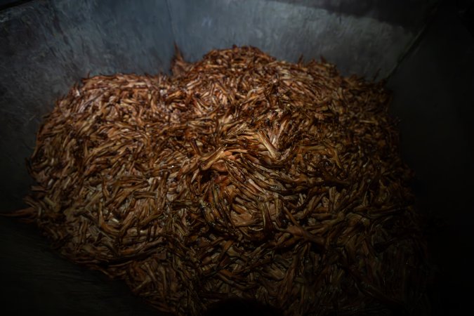 Bones and feathers in bin outside slaughterhouse