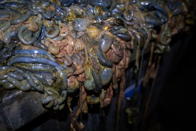 Organs in bin outside slaughterhouse