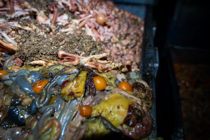 Organs and egg yolks in bin outside slaughterhouse