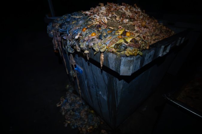Organs and egg yolks in bin outside slaughterhouse