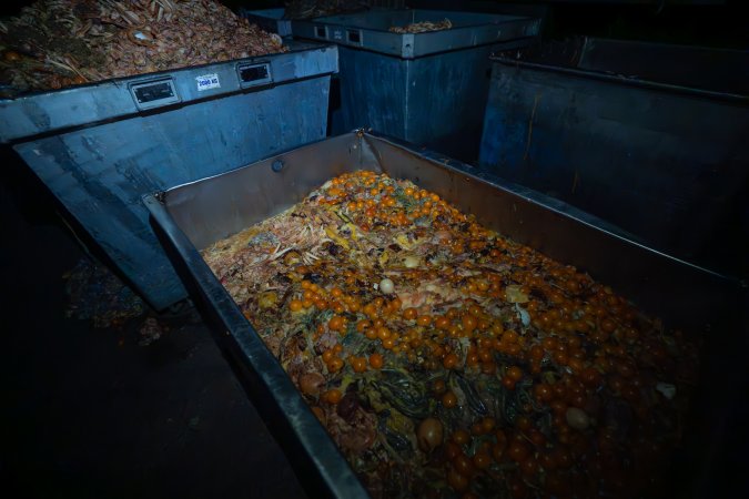 Organs and egg yolks in bin outside slaughterhouse
