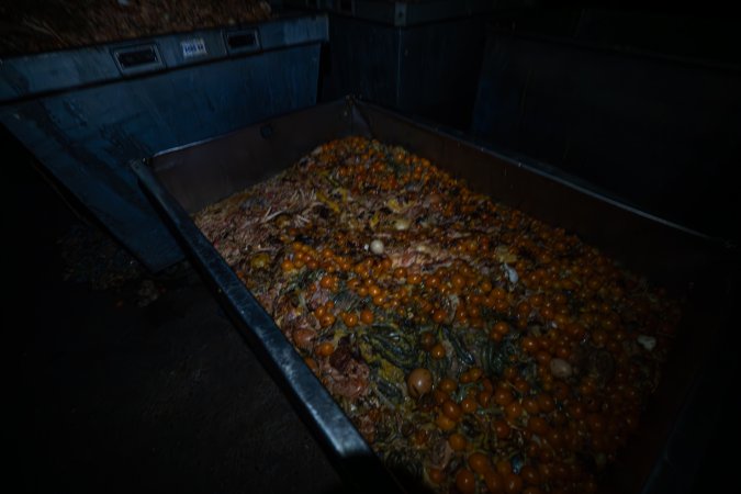Organs and egg yolks in bin outside slaughterhouse