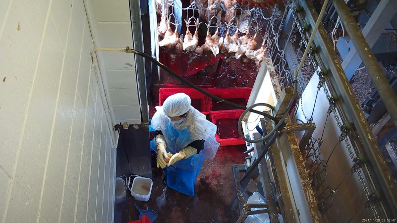 Worker cleaning eggs in kill room