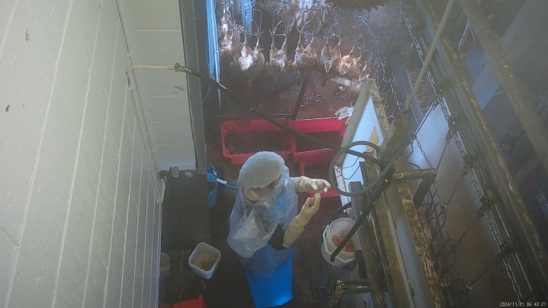 Worker cleaning eggs in kill room