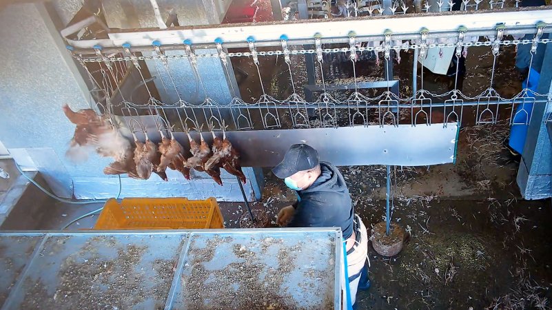 Layer hen flapping on shackle line