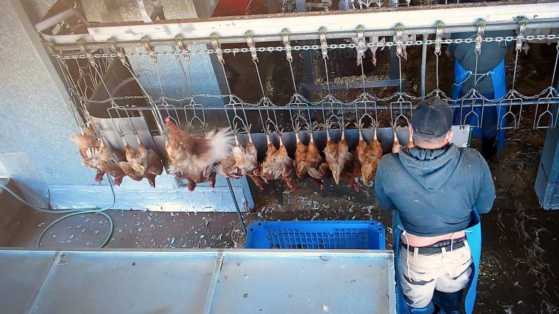 Layer hen flapping on shackle line