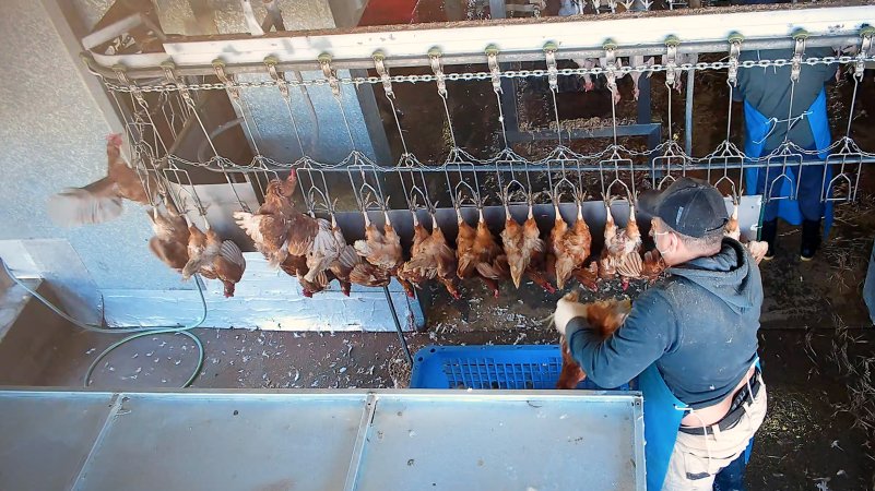 Layers hens flapping on shackle line