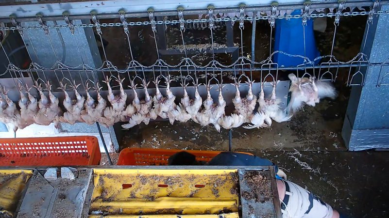 Broiler chickens flapping on shackle line