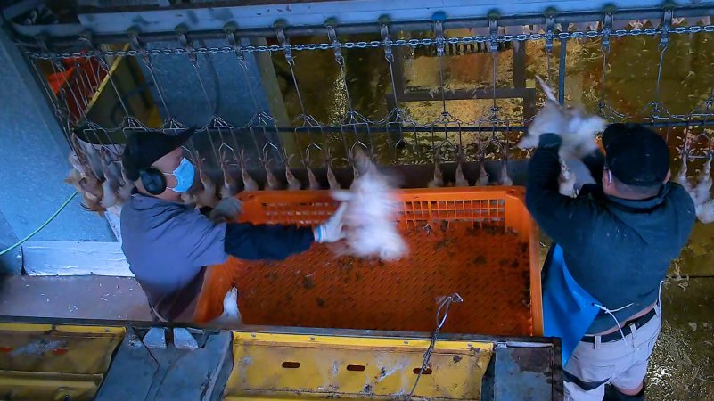 Worker pushing broiler chicken