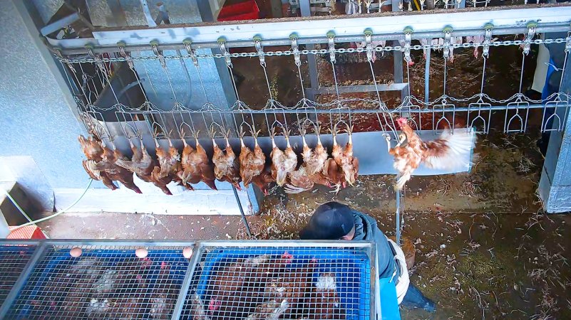 Layer hen trying to escape shackle line