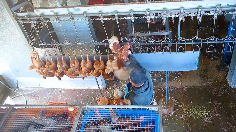 Worker grabbing layer hen