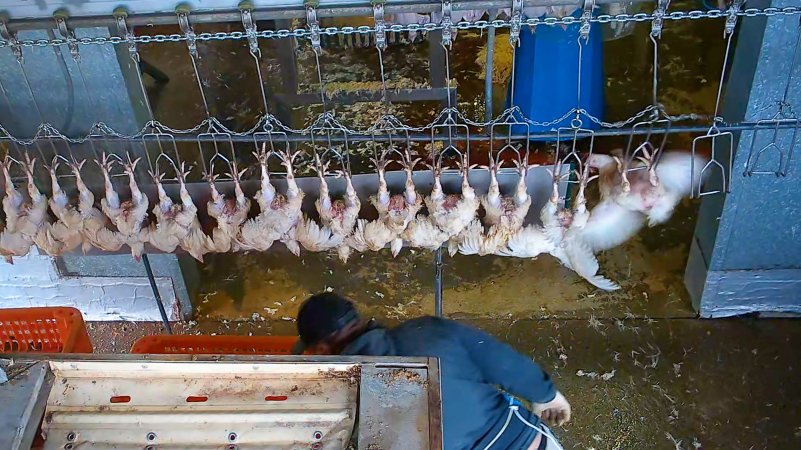 Broiler chickens on shackle line