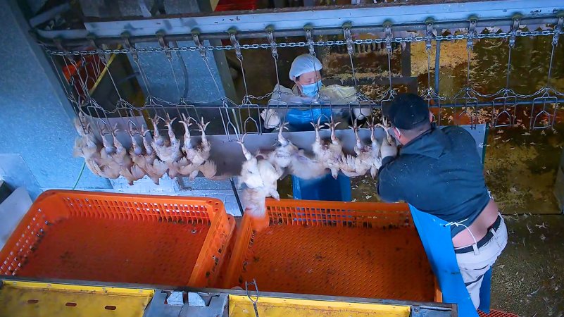 Broiler chickens on shackle line