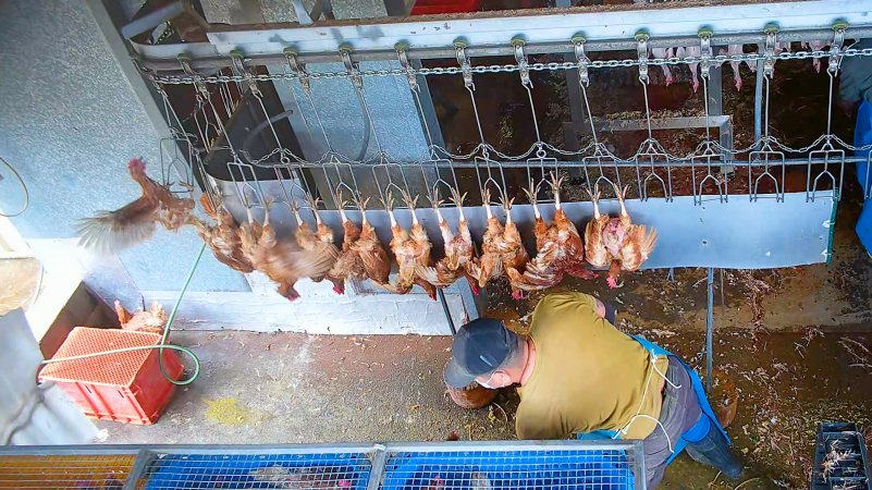 Layer hens on shackle line