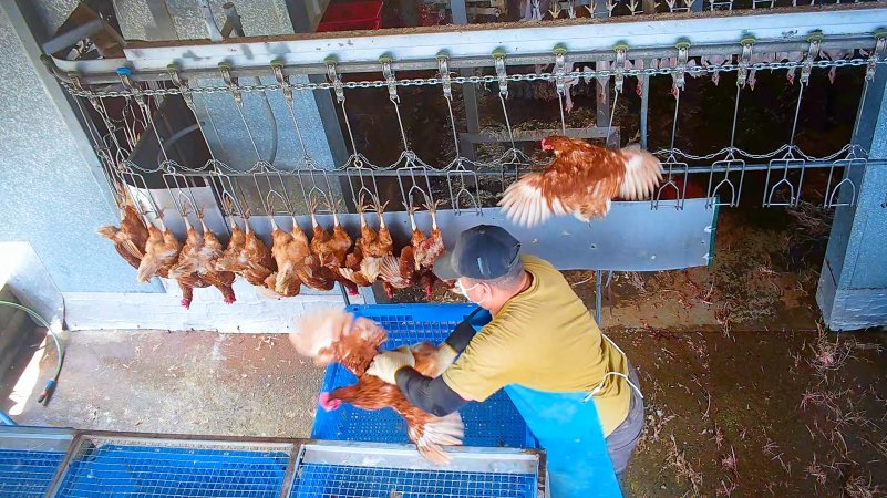Layer hens on shackle line
