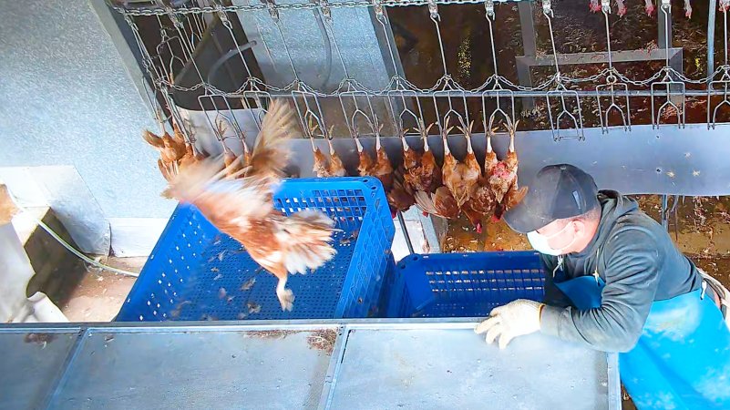 Layer hen flying from crate