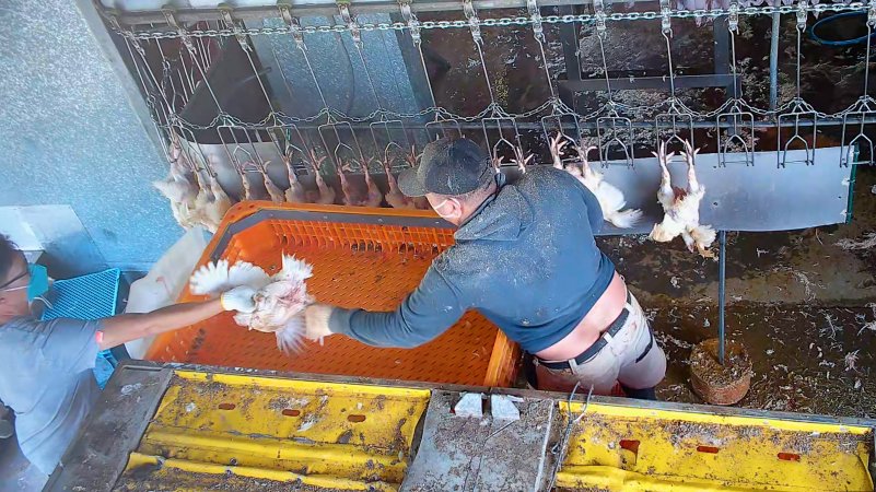 Workers grabbing broiler chicken