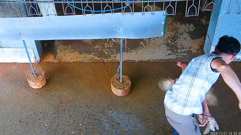 Catching escaped chickens with wire noose.