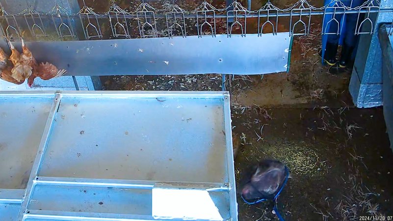 Catching escaped chicken with a net