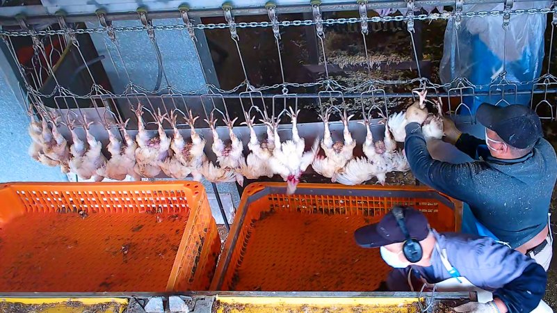 Broiler chicken with blood on neck