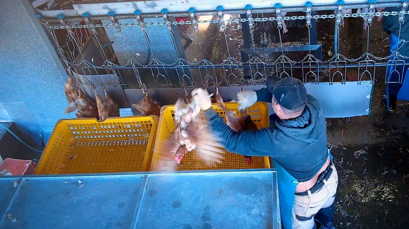 Worker grabbing hen from air