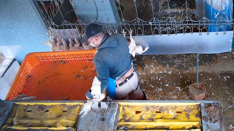 Pinning broiler chicken against crate