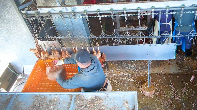 Holding hen by neck