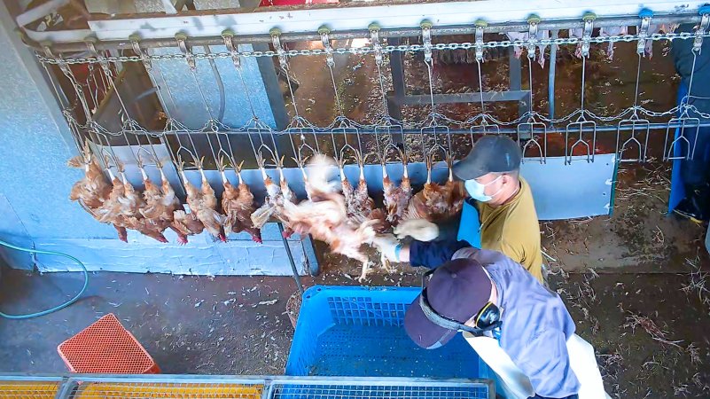 Grabbing hen from the air