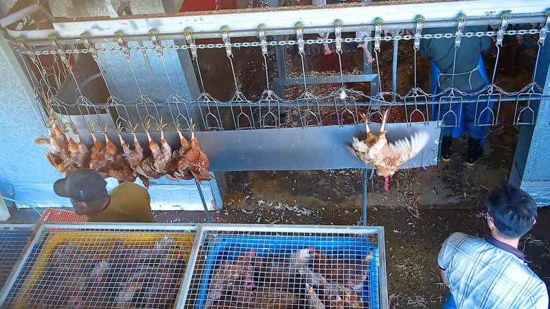Decapitated chicken on shackle line