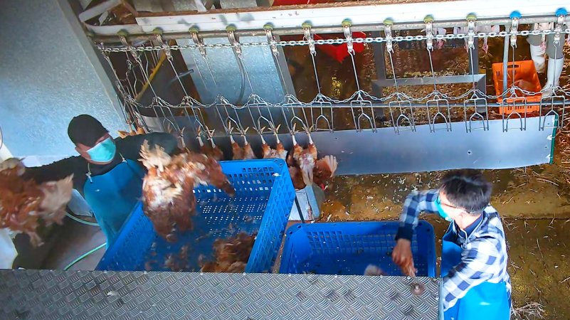 Workers removing dead hens from crates