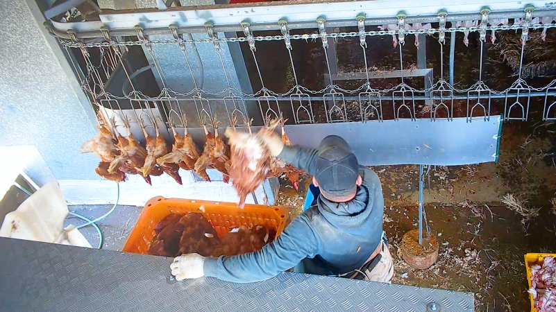Workers removing dead hens from crates