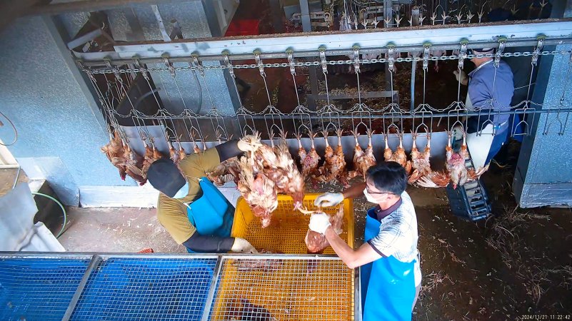 Workers removing dead hens from crates