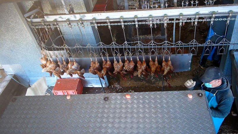 Placing eggs on top of crates