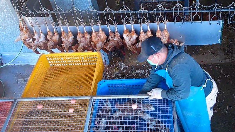 Placing eggs on top of crates