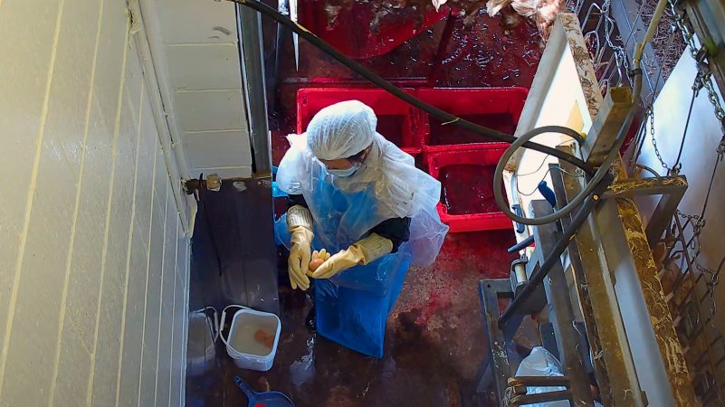 Cleaning eggs in kill room