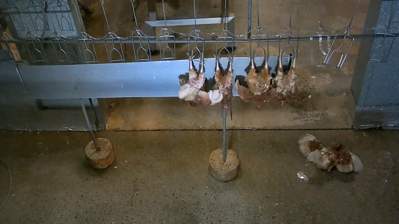 Chickens on shackle line