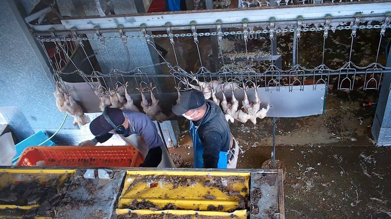 Chicken with head caught over shackle line