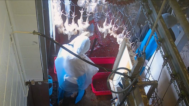 Small broiler chick on shackle line