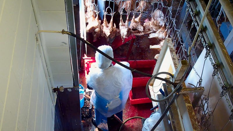Hens flapping after sticking